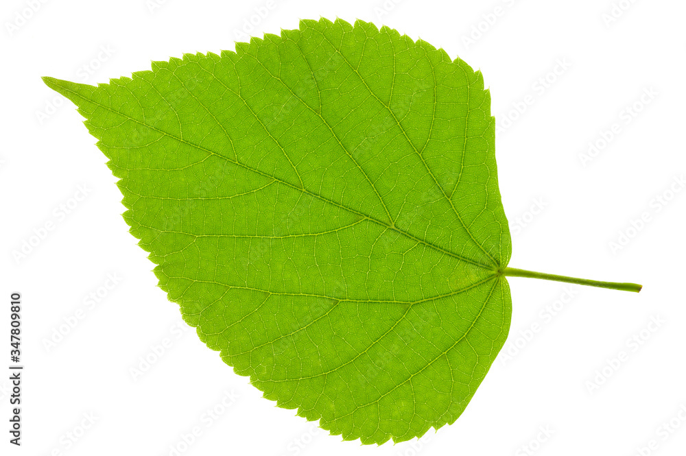 Fototapeta premium leaf of linden tree isolated