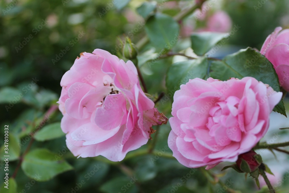 
fragrant roses bloomed in spring