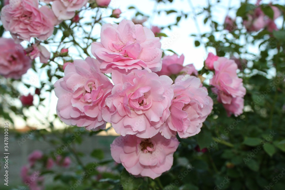 fragrant roses bloomed in spring
fragrant roses bloomed in spring