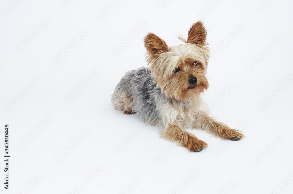 Perro Yorkshire Terrier tumbado mirando a cámara sobre fondo blanco Perro Yorkshire Terrier tumbado mirando a cámara sobre fondo blanco