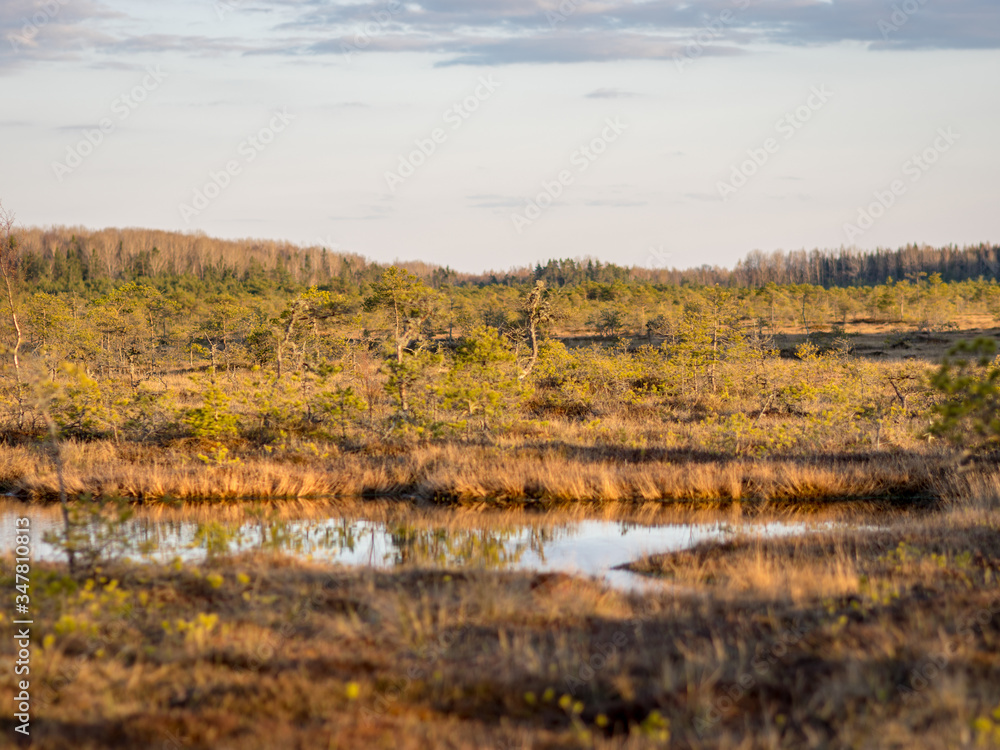 Swamp overgrown with trees and reeds, swamp lake at sunset, swamp vegetation in the foreground