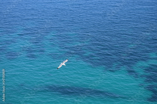 Seagull flying over the sea Sella del diavolo Cagliari © Davide Cadeddu