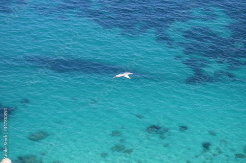 Seagull flying over the sea Sella del diavolo Cagliari © Davide Cadeddu