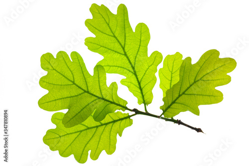 leaf of oak tree isolated photo