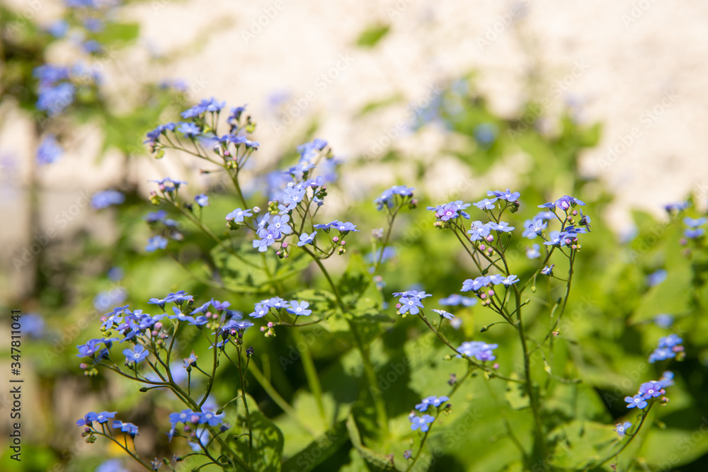 blaues vergissmeinnicht draußen im grünen Frühling in der Sonne im Beet blaues vergissmeinnicht draußen im grünen Frühling in der Sonne im Beet