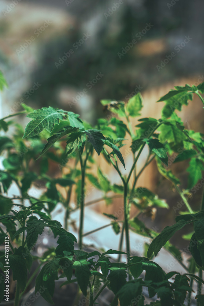 green leaves in the garden green leaves in the garden