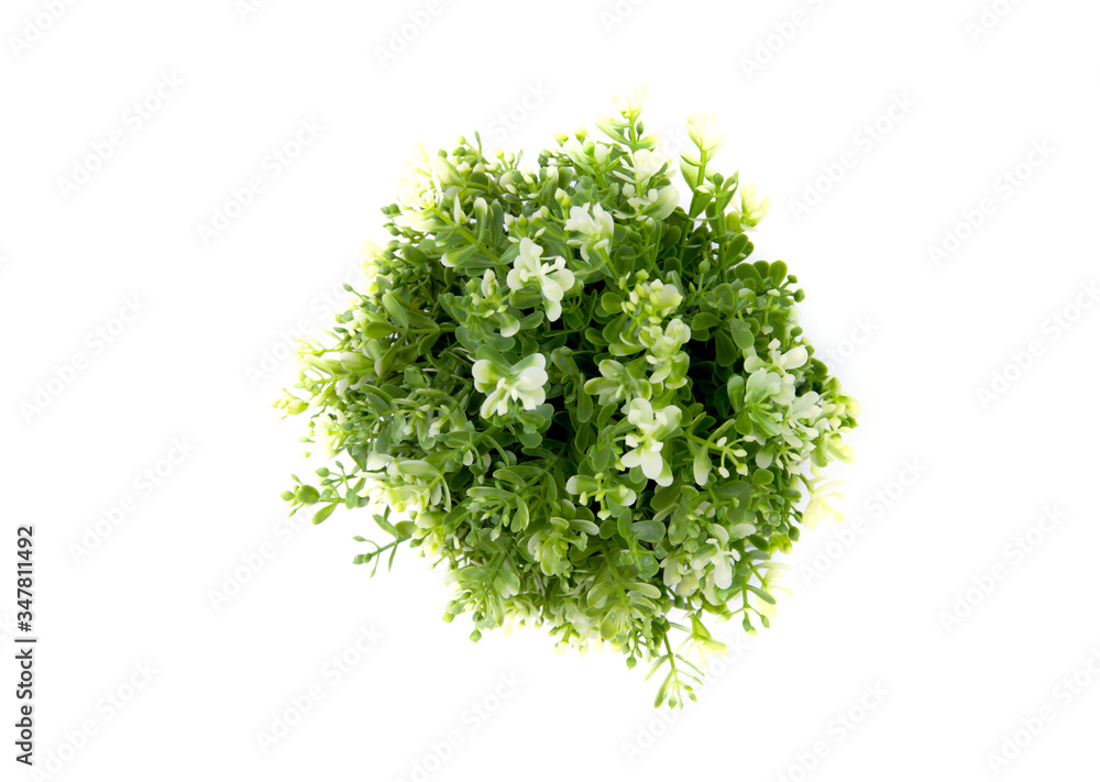 Obraz premium Beautiful artificial lush tree in pots ceramic isolated on white background, plastic tree and foliage, leaf fake with imitation for decorate home, closeup object, top view.