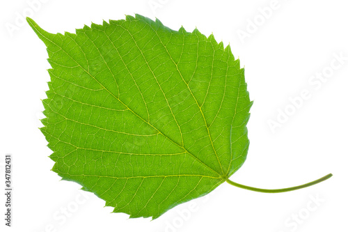 single leaf of lime tree isolated over white background