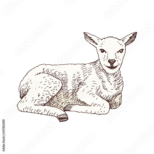 Hand drawn lamb