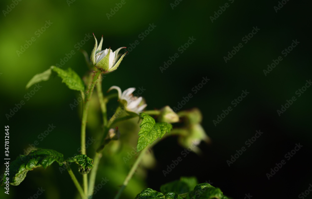 A small tender branch of the raspberry bush, with white flowers and green leaves, against a green background in spring A small tender branch of the raspberry bush, with white flowers and green leaves, against a green background in spring