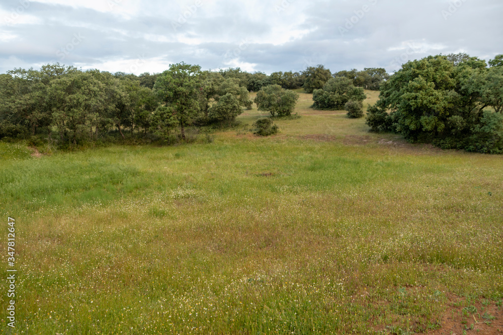 Fototapeta premium Green meadow at sunrise. Green hues