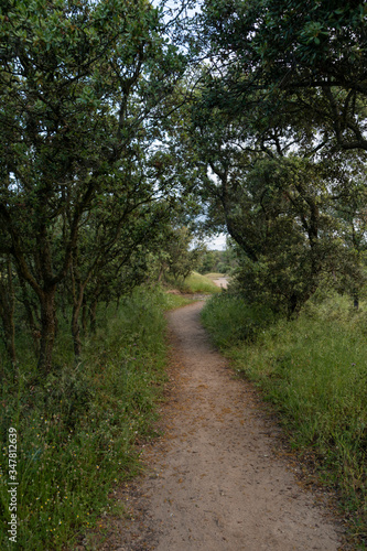 Dirt trail that crosses an oak forest