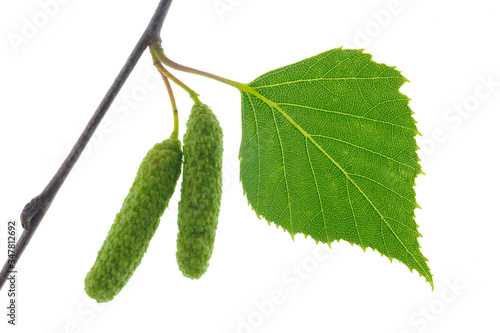 leaf of birch tree with pollen isolated over white background