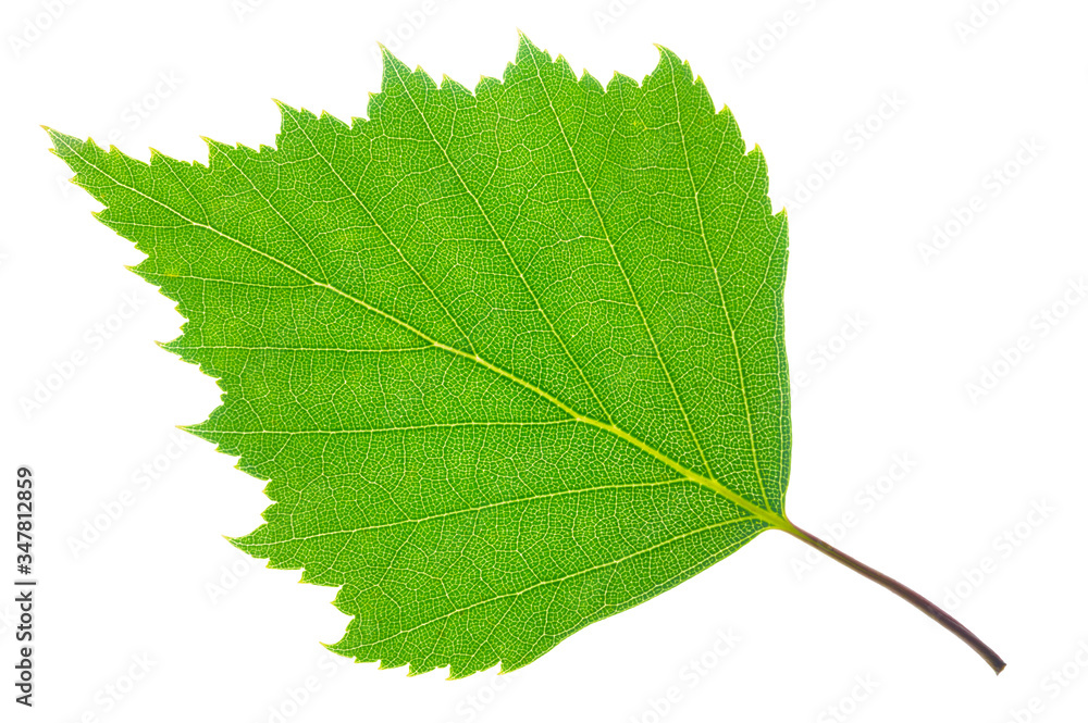 single leaf of birch tree isolated over white background single leaf of birch tree isolated over white background