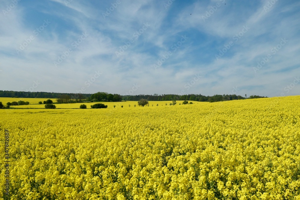 Yellow rape field for oil and fuel for cars Yellow rape field for oil and fuel for cars