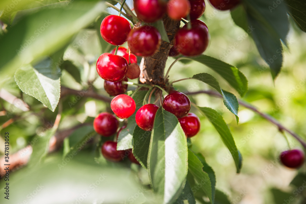 Organic red ripe cherry on a tree branch. Selective focus