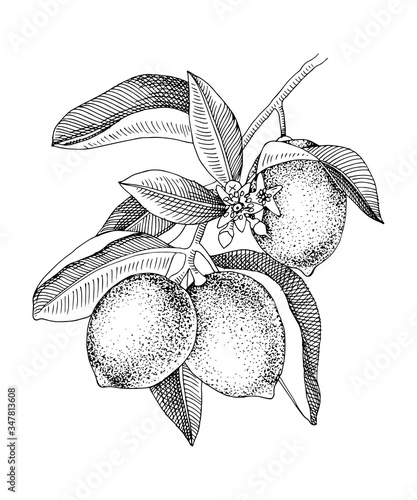 Hand drawn blooming lime branch with ripe fruits