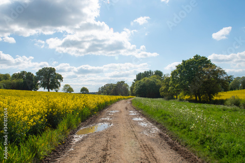Looking along a track towards the sun on a summer day with fields of yellow rape seed and wild flowers on either side