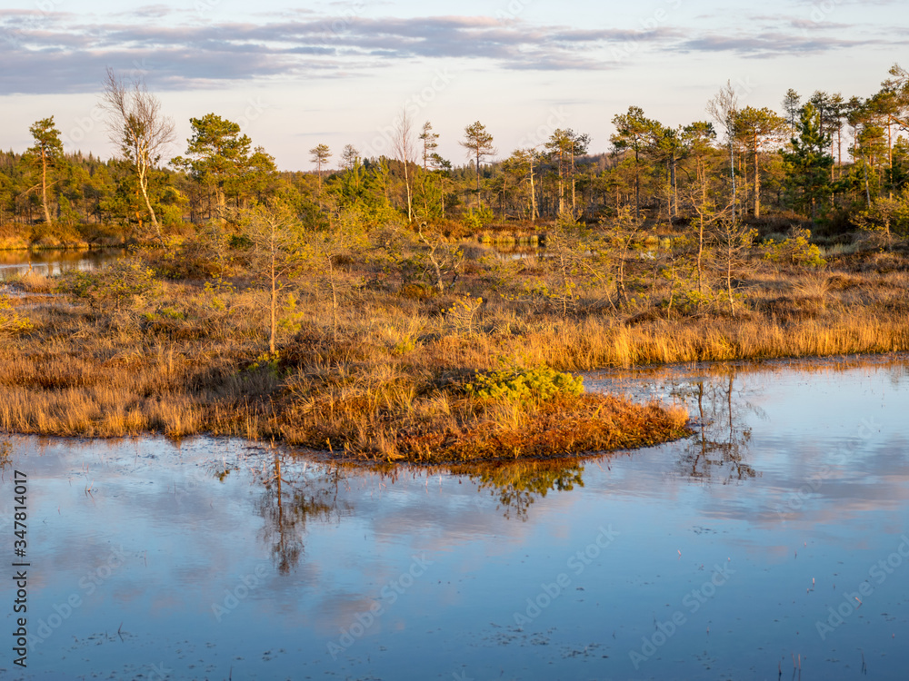 Colorful evening and sunset over the bog lake, crystal clear lake and bog in the evening, reflections on the water. Pine in the background.