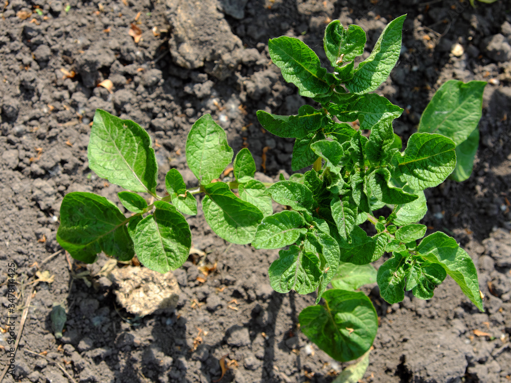 Potatoes growing in the garden. Homegrown potatoes. Potatoes growing in the garden. Homegrown potatoes.