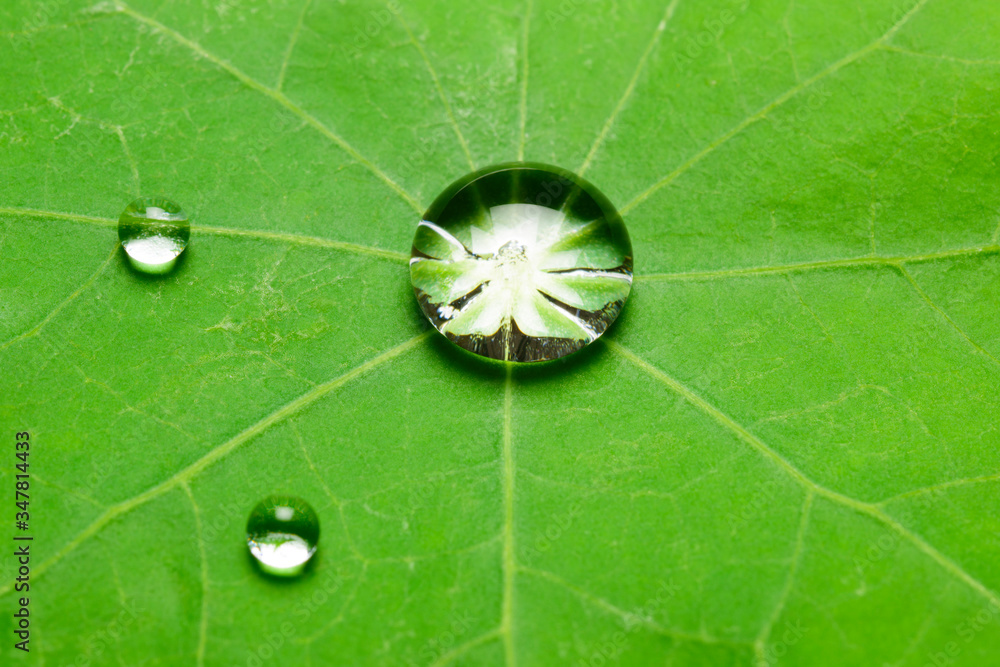 lotus effect with pearling water drops on surface lotus effect with pearling water drops on surface