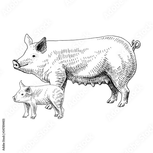 Hand drawn pig and piglet