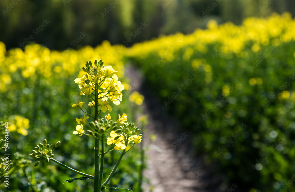 Obraz premium Rapsfeld in voller Blüte