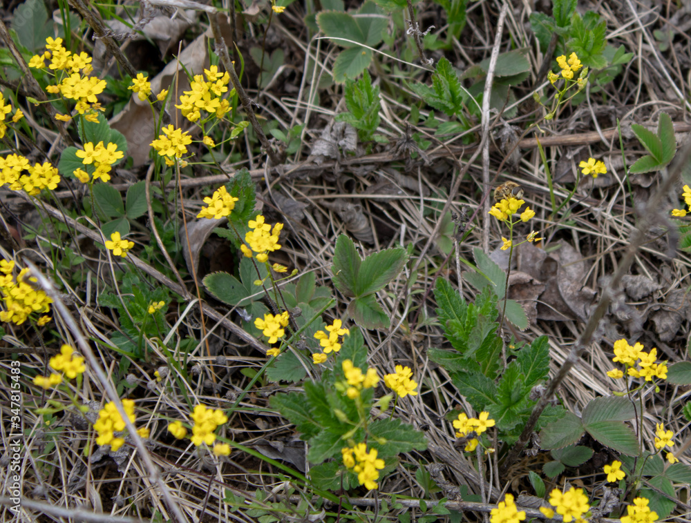 Spring small flowers on a background of last year's grass. Spring small flowers on a background of last year's grass.