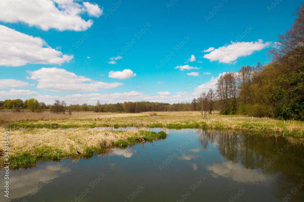 Summer sunny weather scenery view: blue sky, white clouds, green trees and mirror lake pond swamp