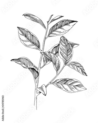Hand drawn tea plant branch