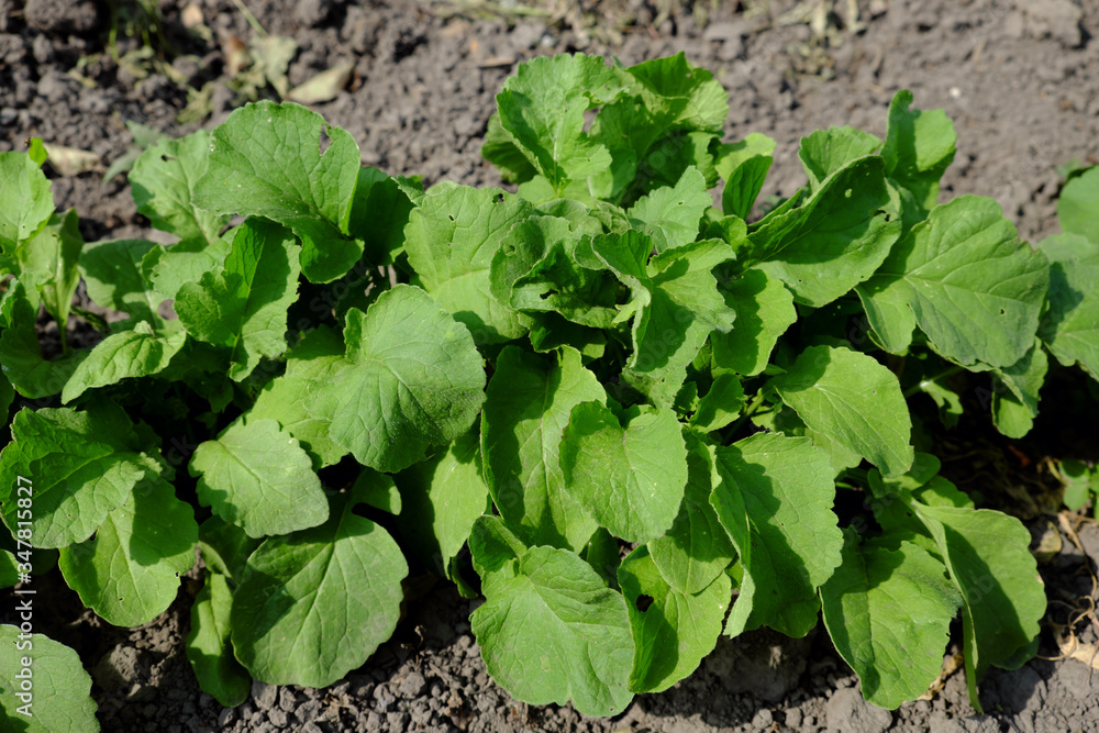 Radish in the home garden. Homegrown vegetables. Radish in the home garden. Homegrown vegetables.