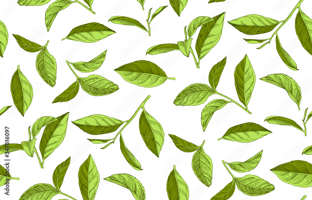 Seamless pattern with hand drawn tea leaves and branches Seamless pattern with hand drawn tea leaves and branches