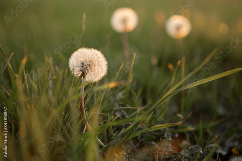  dandelion pustule on the green meadow in sunshine