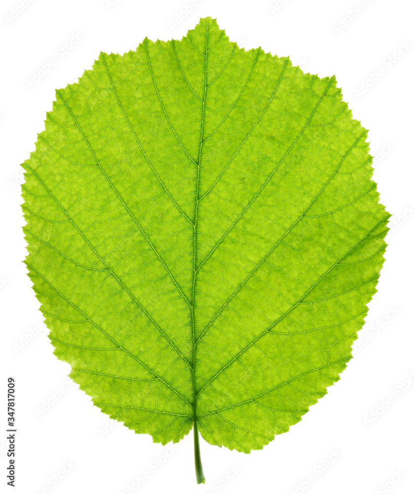 single leaf of hazelnut tree isolated over white background single leaf of hazelnut tree isolated over white background