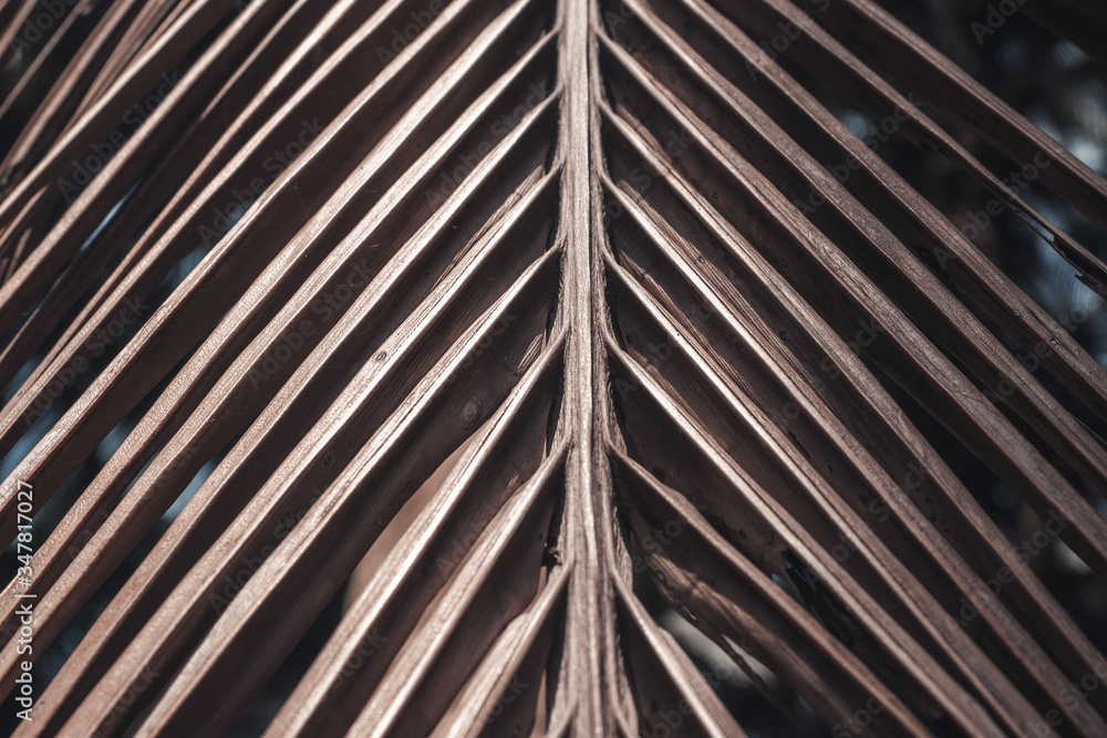close up view of nice old palm leaf on white back close up view of nice old palm leaf on white back