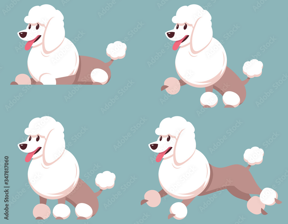 Poodle in different poses. Beautiful dog in cartoon style.