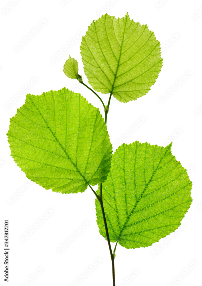 single twig with leaves of hazelnut tree isolated over white background single twig with leaves of hazelnut tree isolated over white background