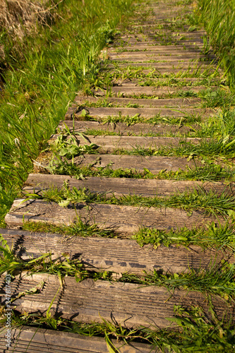 Old yellow brown wooden plank path way and green grass breaking trough the planks
