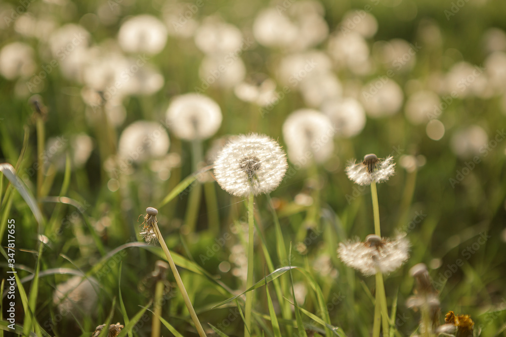 dandelion pustule on the green meadow in sunshine
dandelion pustule on the green meadow in sunshine