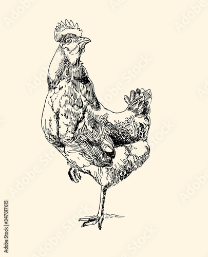 rooster, cock cockerel vintage illustration, line art