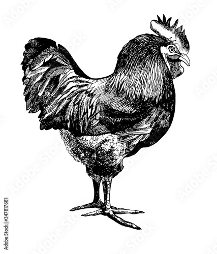 Billede på lærred rooster, cock cockerel vintage illustration, line art