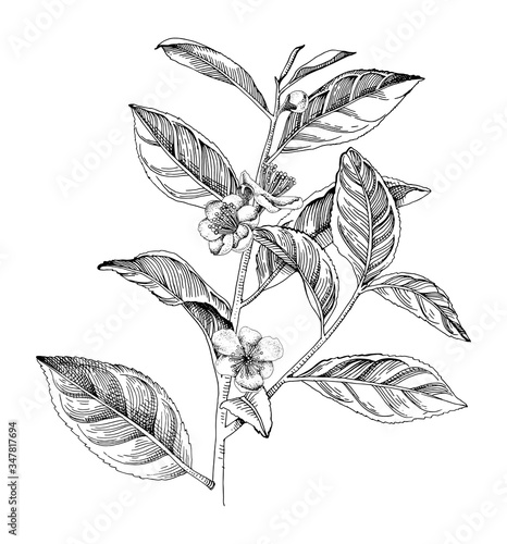 Hand drawn blooming tea plant branch