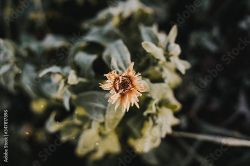 Winterfrost auf einer Blume