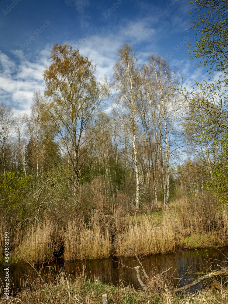 landscape with a small wild river bank, the first spring greenery, last year's reeds, tree reflections in the water