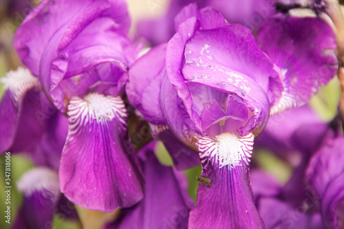 Fototapeta Naklejka Na Ścianę i Meble -  purple iris flower