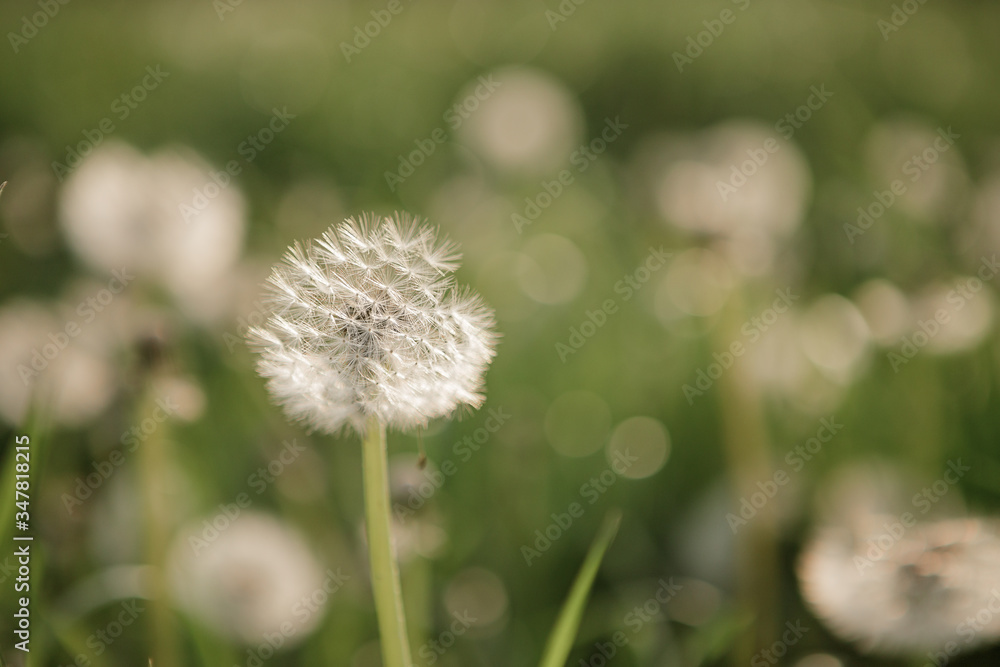 dandelion pustule on the green meadow in sunshine
dandelion pustule on the green meadow in sunshine