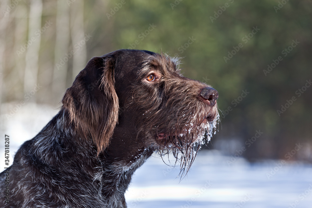 Dog breed Drathaar German Wirehaired pointer portrait in winter forest Dog breed Drathaar German Wirehaired pointer portrait in winter forest