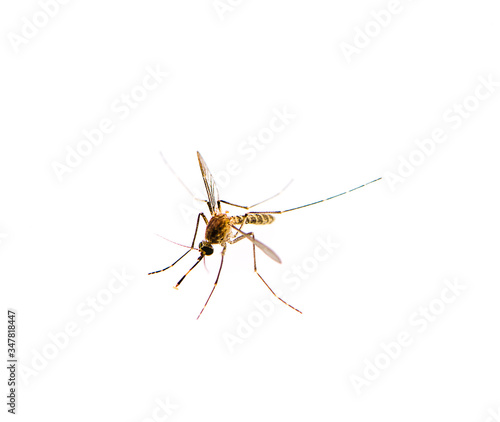 Mosquito an isolated on white background