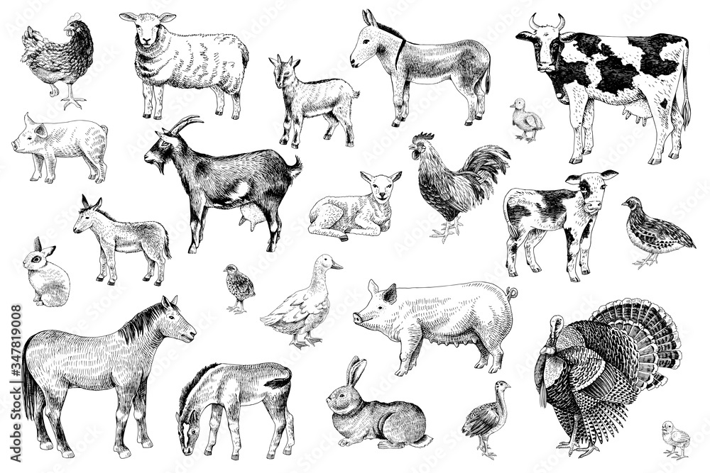 Large set of farm animals with their babies - obrazy, fototapety, plakaty 