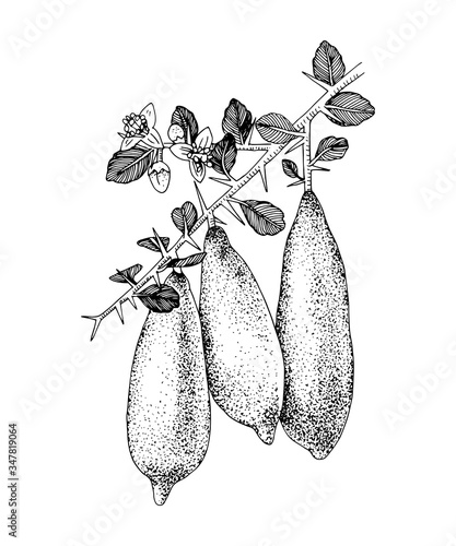 Hand drawn blooming branch of finger limes with ripe fruits